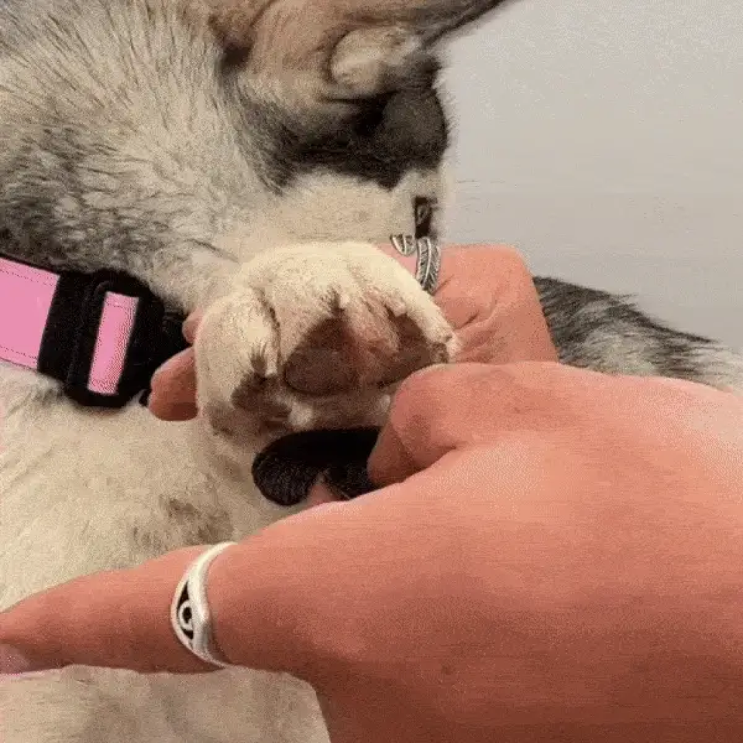 DogPawgs™ – Zaštita za pseće šape